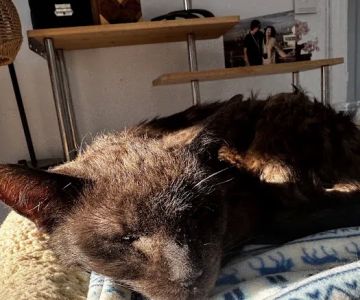 Dr. Craig Little/ Tender Comforts in home Pet Euthanasia