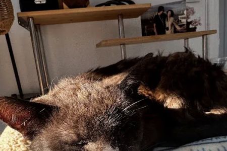 Dr. Craig Little/ Tender Comforts in home Pet Euthanasia
