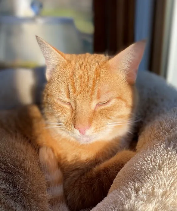 Dr. Craig Little/ Tender Comforts in home Pet Euthanasia 12