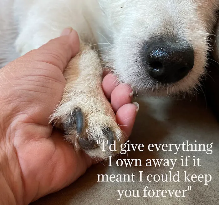 Dr. Craig Little/ Tender Comforts in home Pet Euthanasia 12