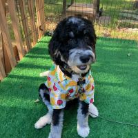 Hunterdon Hills Animal Hospital ico