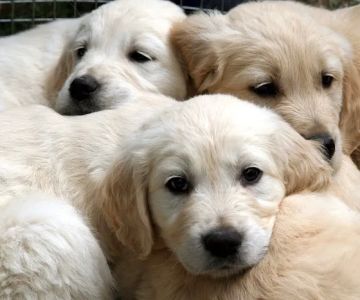 Georgia Puppies Online
