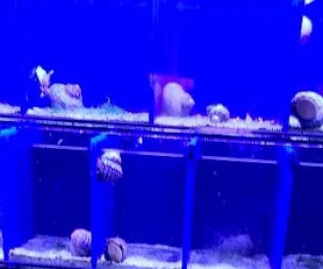 Reef Shac