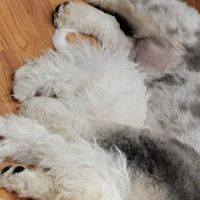 Warren Township Animal Hospital - Anna Marie Gallo DVM ico