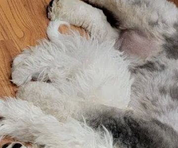 Warren Township Animal Hospital - Anna Marie Gallo DVM