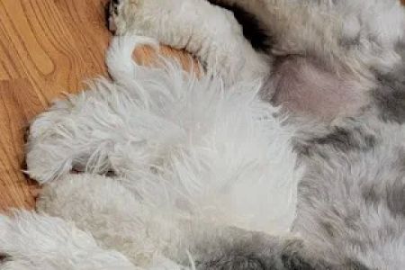 Warren Township Animal Hospital - Anna Marie Gallo DVM