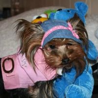 Green Brook Animal Hospital ico