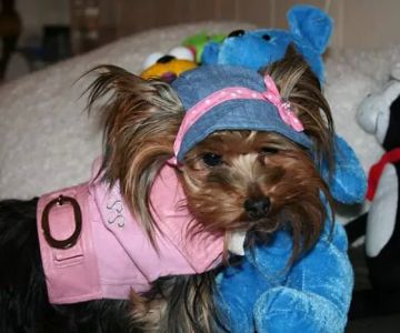 Green Brook Animal Hospital