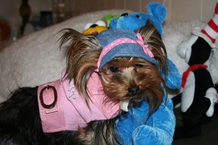 Green Brook Animal Hospital