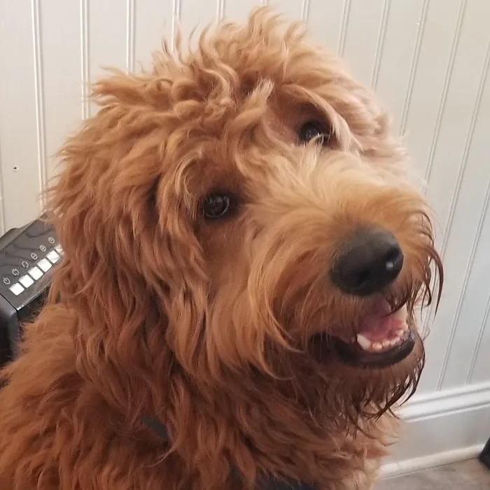 Local Pup 12
