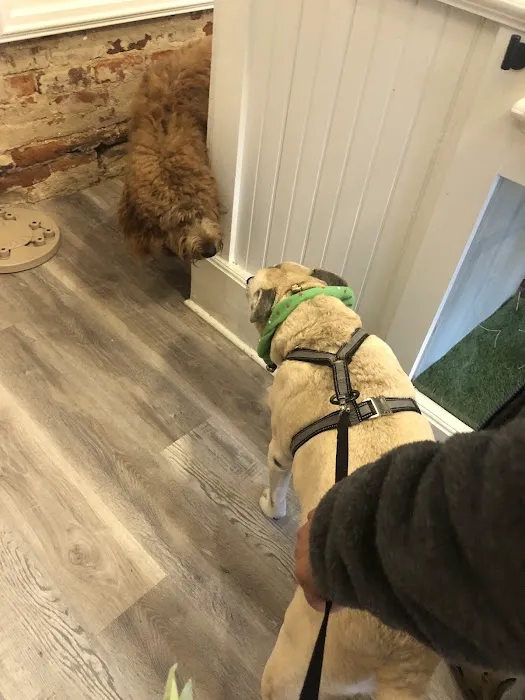 Local Pup 12