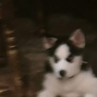 Weitner Jr Theodore F DVM ico