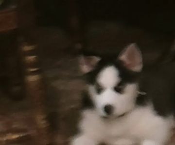 Weitner Jr Theodore F DVM