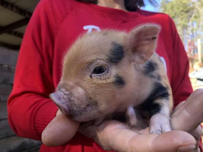 Paradise Mini Pigs 12