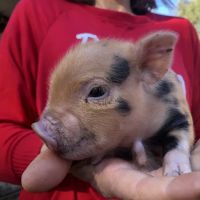 Paradise Mini Pigs ico