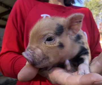 Paradise Mini Pigs