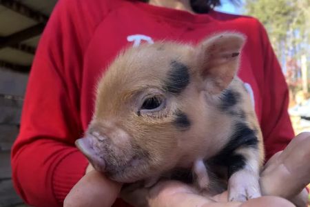 Paradise Mini Pigs