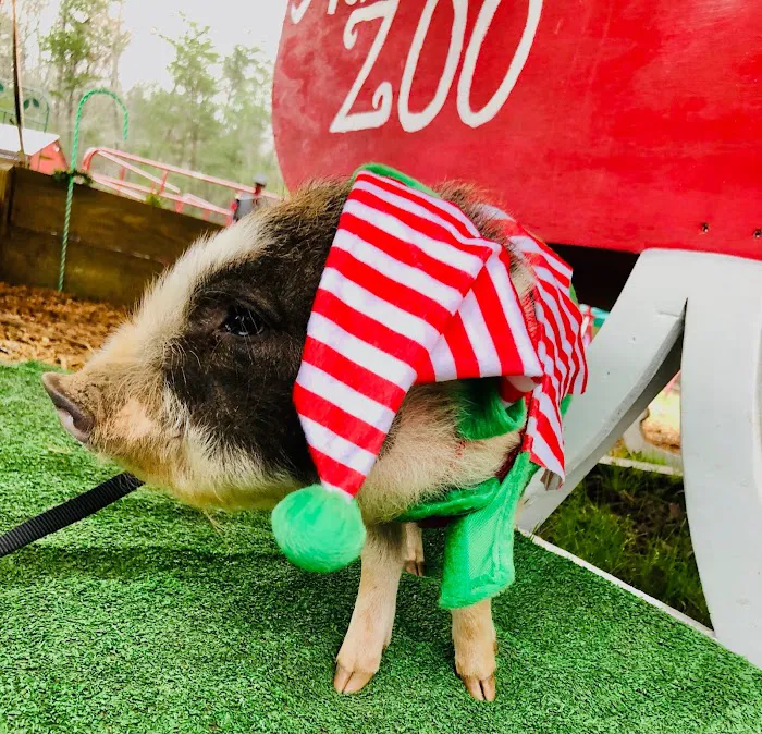 Paradise Mini Pigs 12