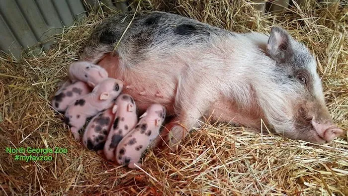 Paradise Mini Pigs 12