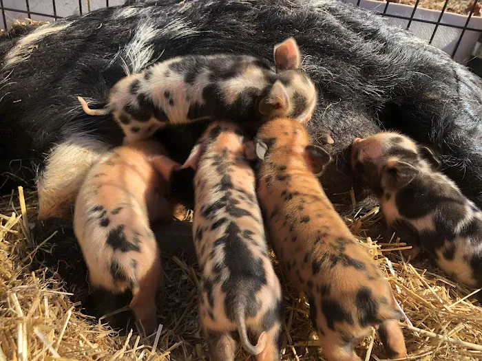 Paradise Mini Pigs 12