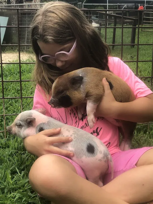 Paradise Mini Pigs 12