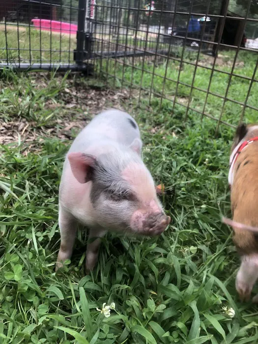 Paradise Mini Pigs 12