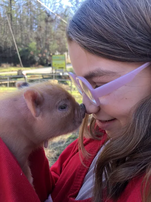 Paradise Mini Pigs 12