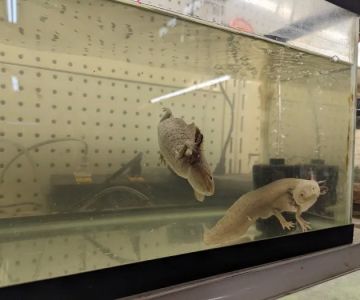 GHC Exotics Pets And Supplies