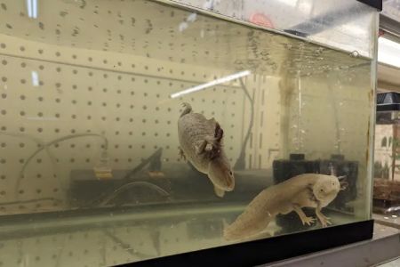 GHC Exotics Pets And Supplies