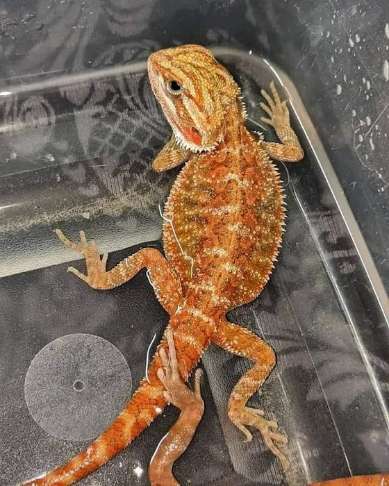 GHC Exotics Pets And Supplies 12
