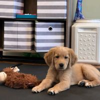 Macungie Animal Hospital ico