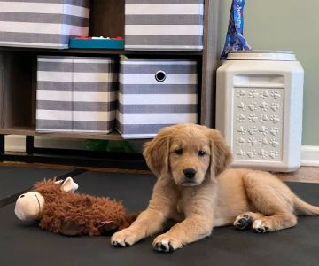 Macungie Animal Hospital