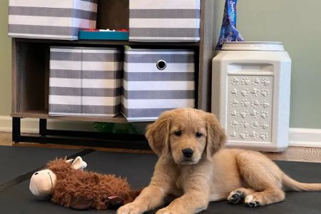 Macungie Animal Hospital