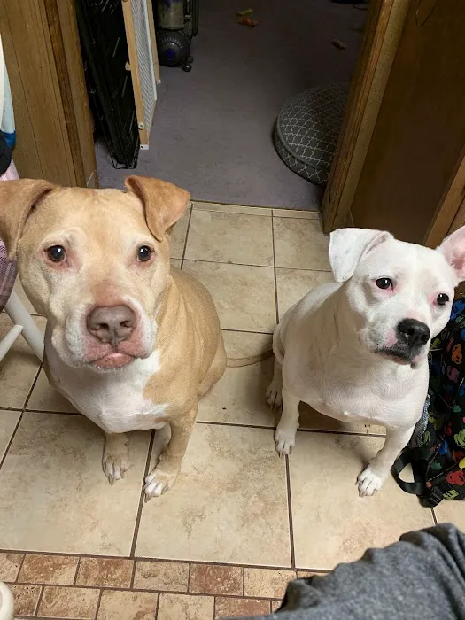 Macungie Animal Hospital 12