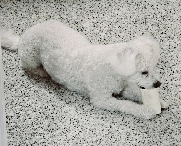 Macungie Animal Hospital 12