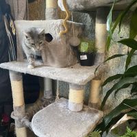 Alburtis Animal Hospital ico