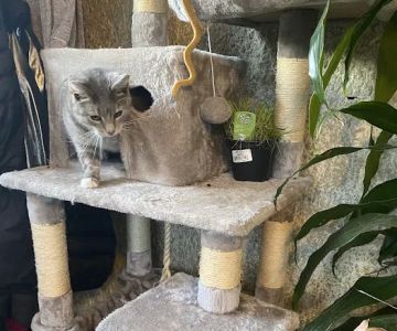 Alburtis Animal Hospital