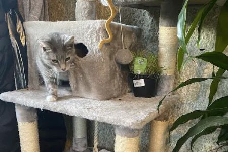 Alburtis Animal Hospital