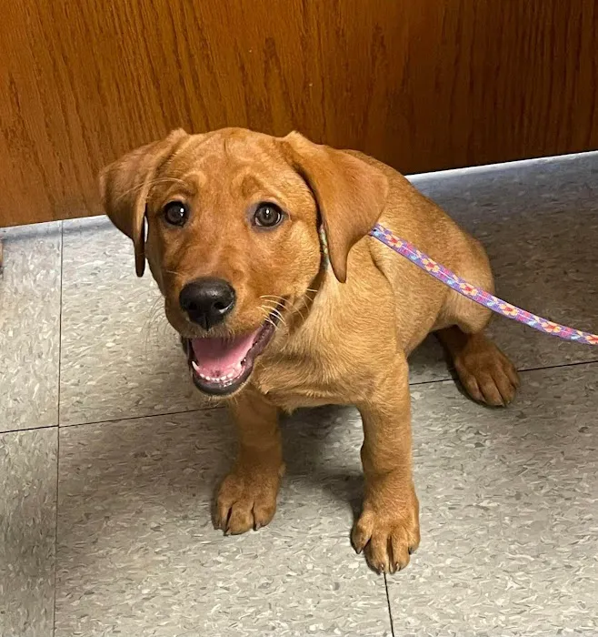 Emmaus Animal Hospital 12