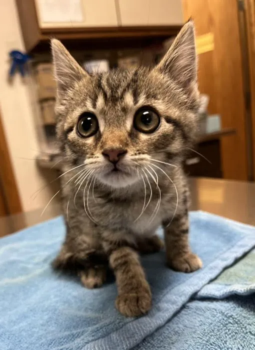 Emmaus Animal Hospital 12