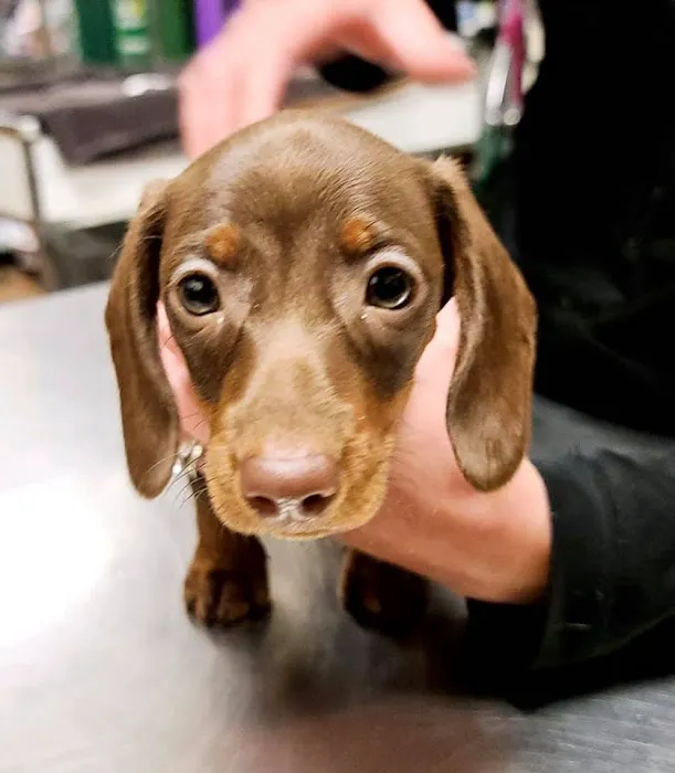Emmaus Animal Hospital 12
