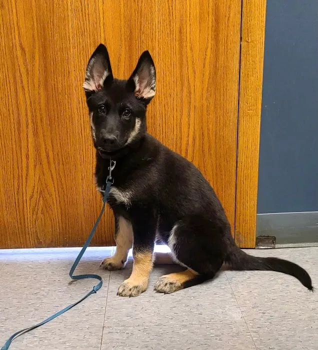 Emmaus Animal Hospital 12