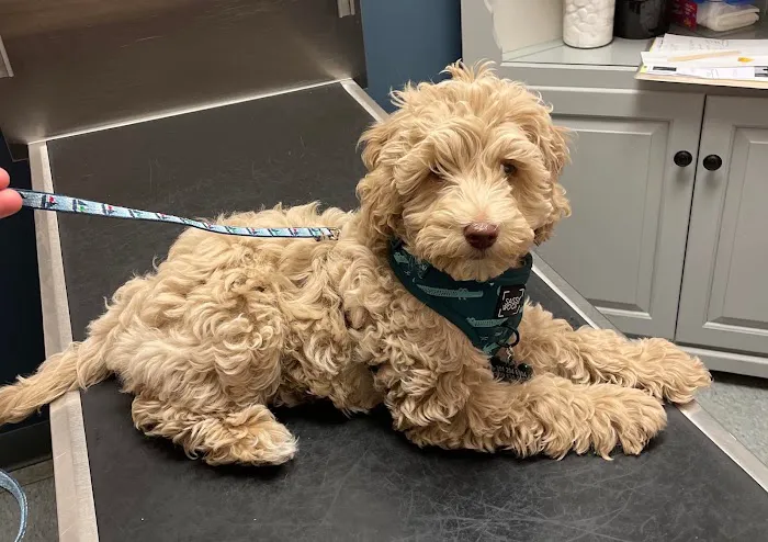 Emmaus Animal Hospital 12