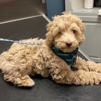 Emmaus Animal Hospital ico
