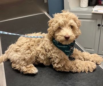 Emmaus Animal Hospital