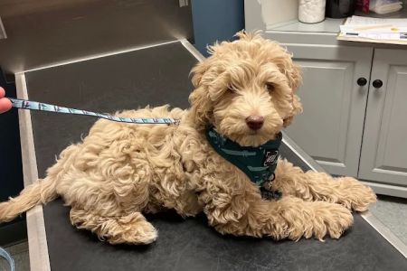 Emmaus Animal Hospital