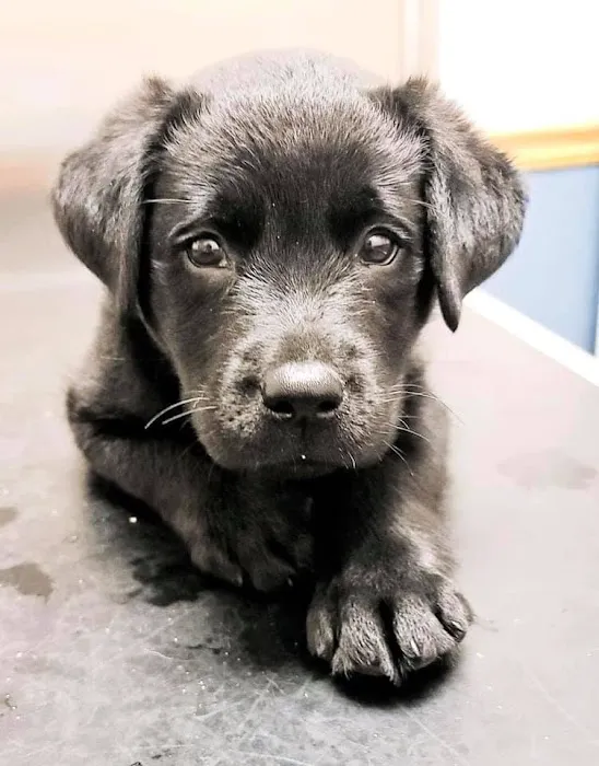 Emmaus Animal Hospital 12
