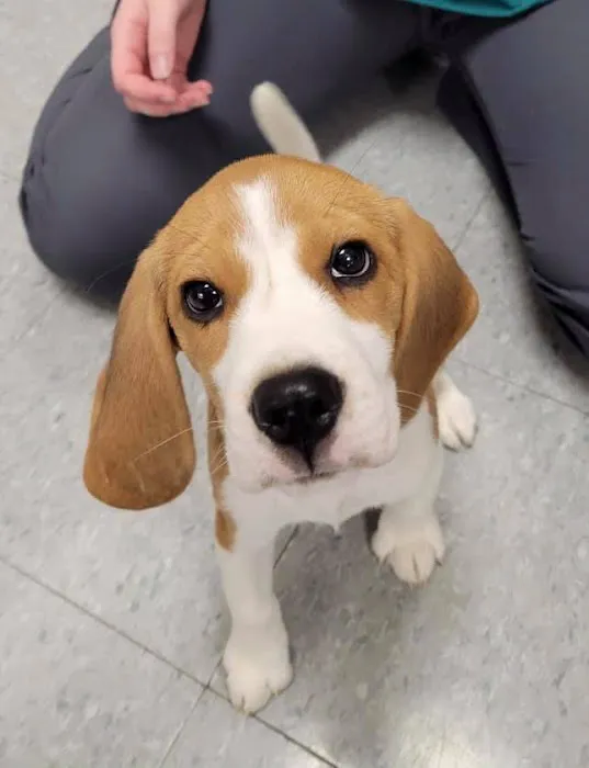 Emmaus Animal Hospital 12