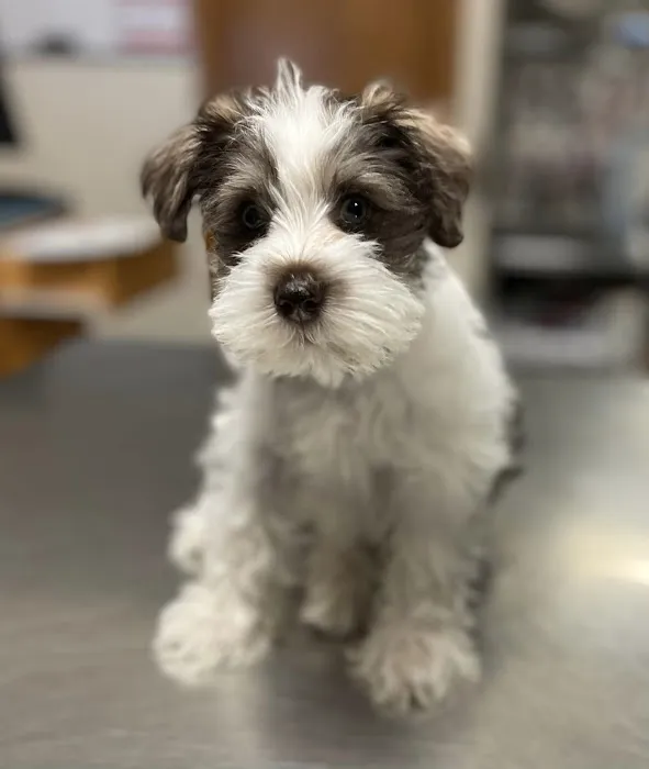 Emmaus Animal Hospital 12