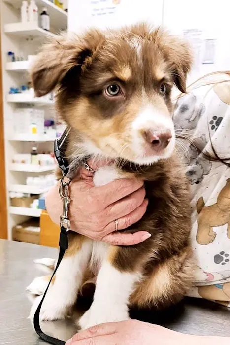 Emmaus Animal Hospital 12